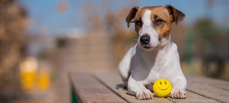 Dog Jack Russell Terrier lies on a wooden bench with a yellow ball with a face