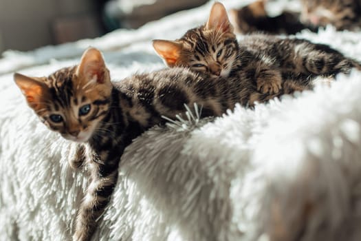 Cute bengal one month old kitten on the white fury blanket close-up.