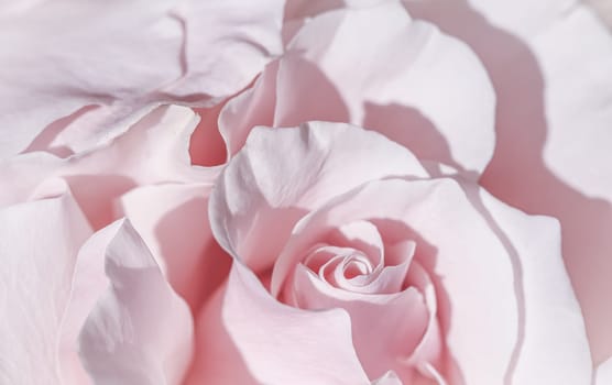 Pale pink white rose flower. Macro flowers background for holiday brand design