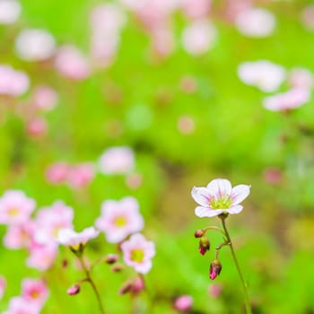 Delicate white pink flowers of Saxifrage moss in the spring garden. Floral background