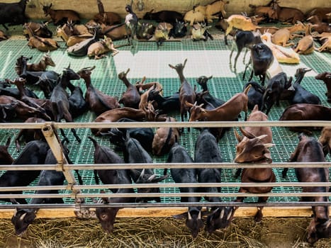 Goatlings stick out from behind the fence eating hay against the background of goatlings resting on the floor. High quality photo