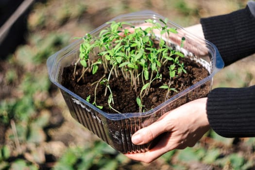 Farmer planting to soil tomato seedling in the vegetable garden. Organic farming and spring gardening concept