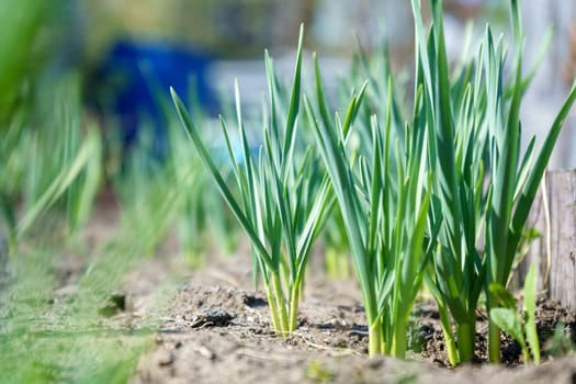 Young garlic growing in the garden. Rows of green shoots in spring. Selective focus