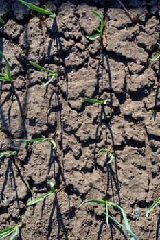 Young garlic grows in the garden. Agriculture. Gardening concept. Dry soil without water. Vertical photo