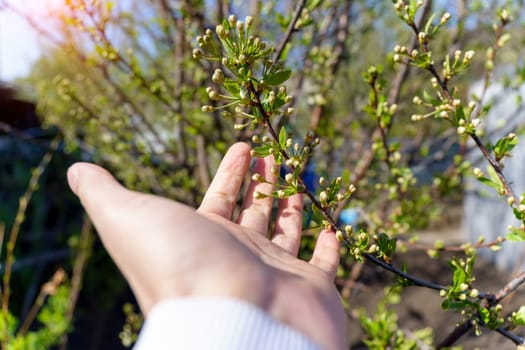 First blossoming leaves in spring, the beginning of spring. Selective focus