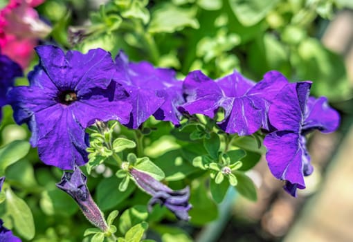 Blue petunia flower against the background of green leaves on a sunny spring day