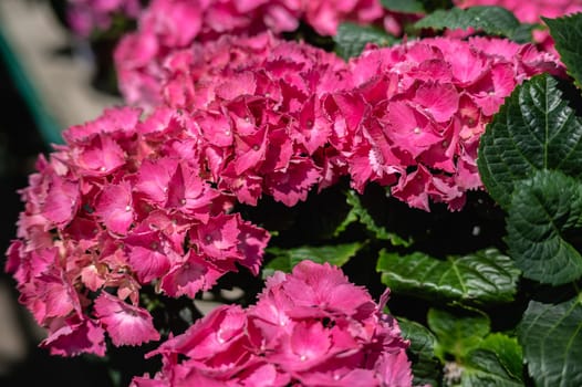 Red flower Hydrangea macrophylla against the background of green leaves on a sunny spring day