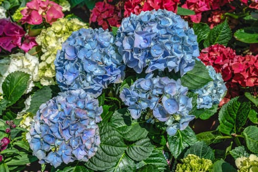 Blue flower Hydrangea macrophylla against the background of green leaves on a sunny spring day