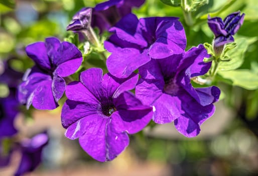 purple petunia flower against the background of green leaves on a sunny spring day