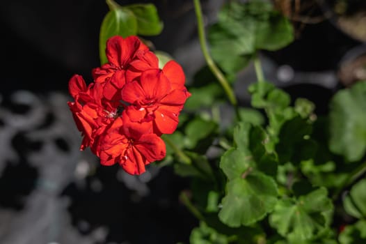 Red geranium flower on a background of green leaves on a sunny spring day