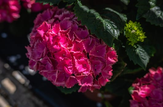 Red flower Hydrangea macrophylla against the background of green leaves on a sunny spring day