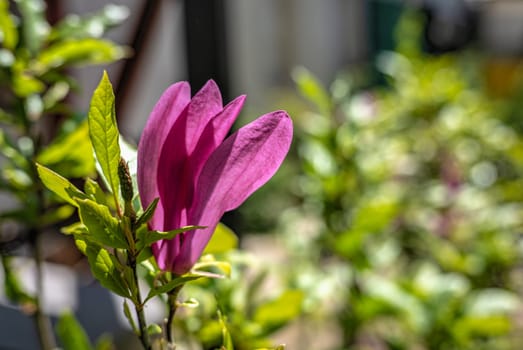 Pink magnolia flower against the background of green leaves on a sunny spring day