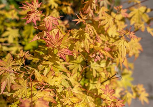 Orange Maple Palmifolia on a sunny spring day