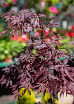 Brown Japanese Maple tree on a sunny spring day