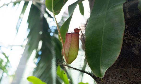 Red Nepenthes Pitcher with green leaves, carnivorous, tropical plant in the garden with monkey cups. Nature blurry background. Horizontal plane. High quality photo