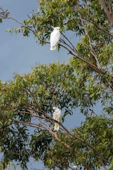 The sulphur-crested cockatoo, Cacatua galerita, is a relatively large white cockatoo found in wooded habitats in Australia.