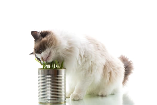 cat breed Ragdoll eats grass from a tin, isolated on a white background