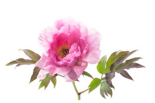 beautiful pink big tree peony flower isolated on white background