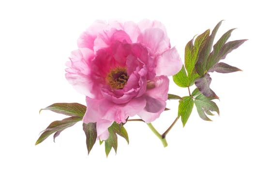 beautiful pink big tree peony flower isolated on white background