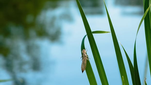 Dragonfly exuvia, dried outer casing left on pond reed after the larva has emerged and transformed into a dragonfly