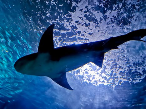 White grey big shark swim in the deep blue sea look up from below