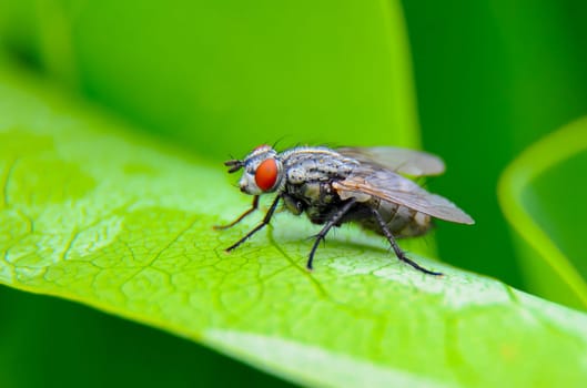 (Sarcophaga carnaria), large gray meat fly on a green leaf