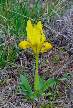 Iris (plant), yellow flowers of wild plants on the slopes of the Yalpug like, Ukraine