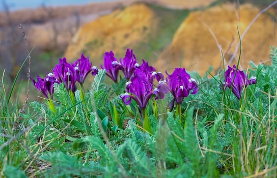 Endangered steppe plant pygmy iris or dwarf iris (Iris pumila), Red Book of Ukraine