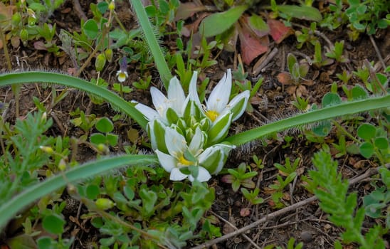 (Ornithogalum fimbriatum, Asparagaceae), an early-spring flowering rare plant, Red Book of Ukraine