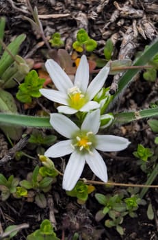 (Ornithogalum fimbriatum, Asparagaceae), an early-spring flowering rare plant, Red Book of Ukraine