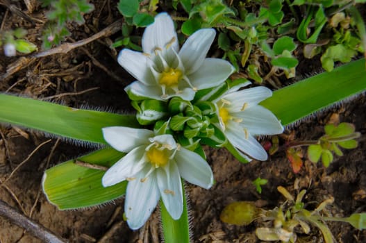 (Ornithogalum fimbriatum, Asparagaceae), an early-spring flowering rare plant, Red Book of Ukraine