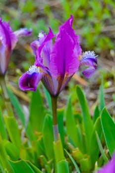 Endangered steppe plant pygmy iris or dwarf iris (Iris pumila), Red Book of Ukraine