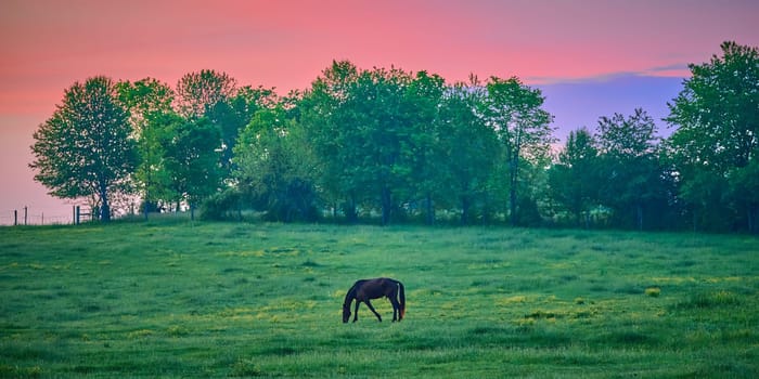 Single horse grazing at early dawn in a field.