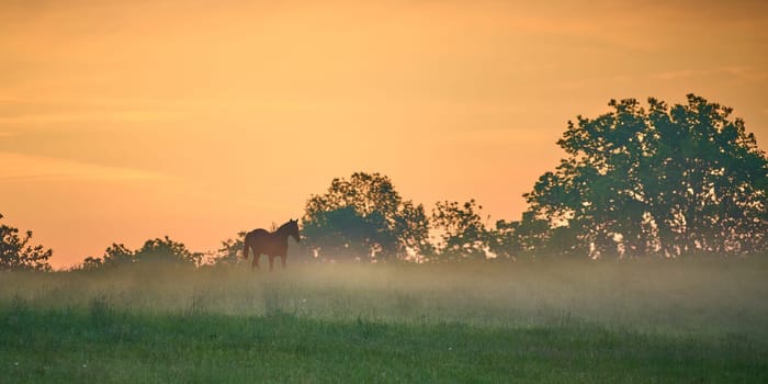 Single horse walking through a foggy field at early dawn morning.