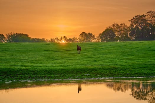 Horse looking at camera near a pond with reflexion.