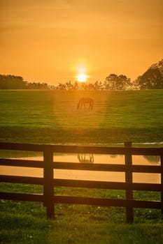 Single horse grazing in a field with rising morning sun with flare.
