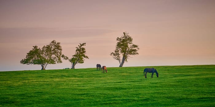 Three horses grazing on top of a hill with trees.