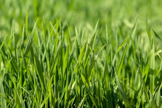 Background of green grass on a summer day