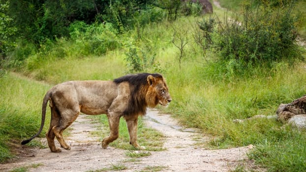African lion male walkling to his prey in Kruger National park, South Africa ; Specie Panthera leo family of Felidae