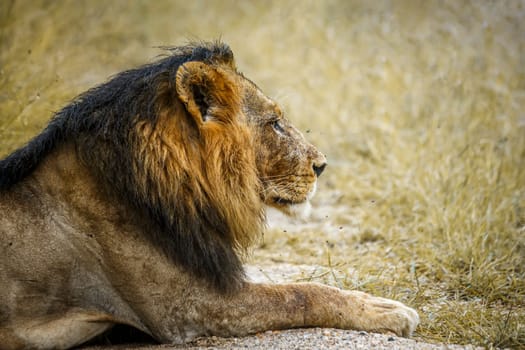 African lion portrait lying down in Kruger National park, South Africa ; Specie Panthera leo family of Felidae