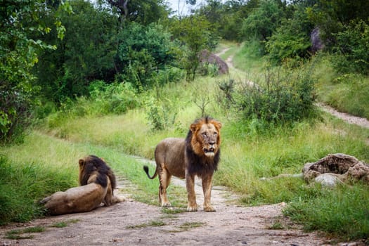 Two African lions male watching their prey in Kruger National park, South Africa ; Specie Panthera leo family of Felidae