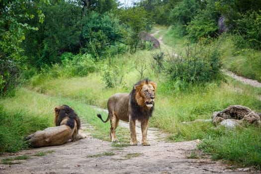 Two African lions male watching their prey in Kruger National park, South Africa ; Specie Panthera leo family of Felidae