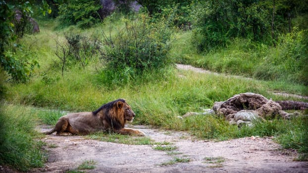 African lion male lying down watching his prey in Kruger National park, South Africa ; Specie Panthera leo family of Felidae