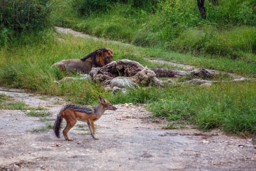 Black backed jackal watching lion with prey in Kruger national park, South Africa ; Specie Canis mesomelas family of Canidae