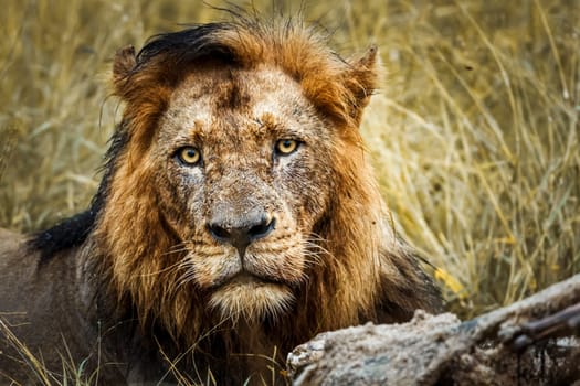 African lion male portrait front view in Kruger National park, South Africa ; Specie Panthera leo family of Felidae