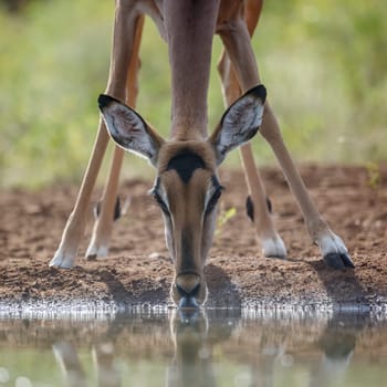 Common Impala portrait front view drinking  at waterhole in Kruger National park, South Africa ; Specie Aepyceros melampus family of Bovidae