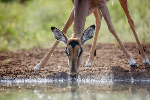 Common Impala portrait front view drinking  at waterhole in Kruger National park, South Africa ; Specie Aepyceros melampus family of Bovidae