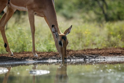 Common Impala portrait side view drinking  at waterhole in Kruger National park, South Africa ; Specie Aepyceros melampus family of Bovidae