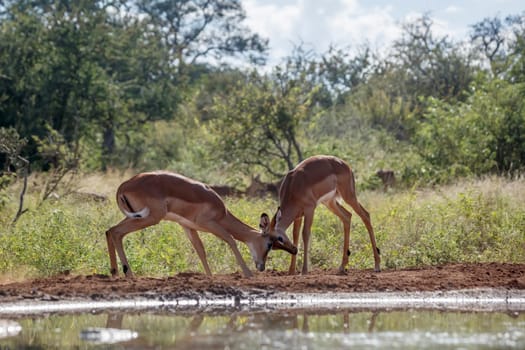 Two young Common Impala male dueling at waterhole in Kruger National park, South Africa ; Specie Aepyceros melampus family of Bovidae