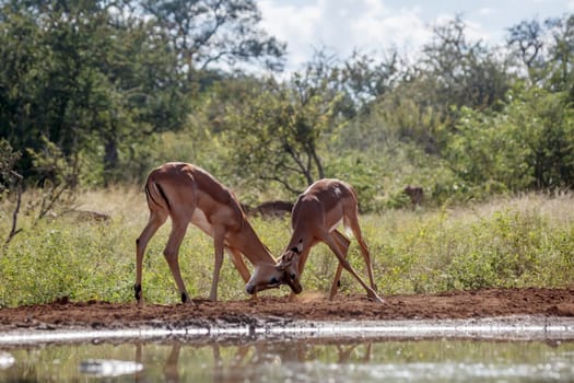 Two young Common Impala male dueling at waterhole in Kruger National park, South Africa ; Specie Aepyceros melampus family of Bovidae